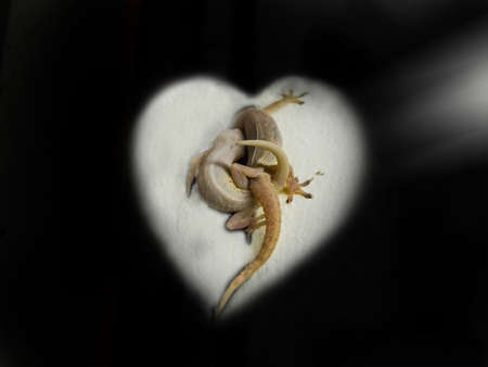 two lizard reproduce on the wall
