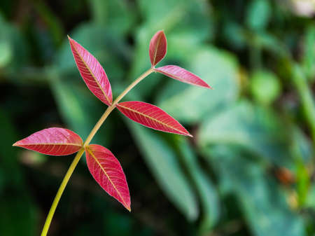 the red newborn leaf on the tree