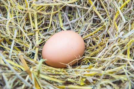 one egg in nets