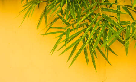 bamboo leaf on the wallの写真素材