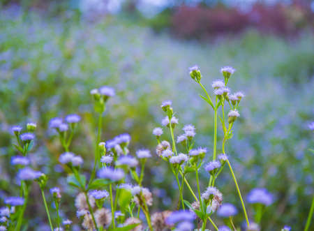 field of flowersの写真素材