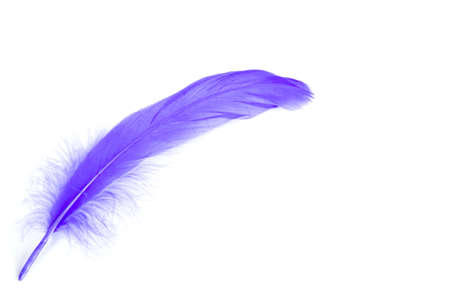purple featherの写真素材
