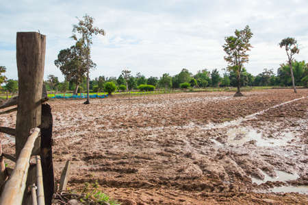 cornfield in country thailand plowed soilの写真素材