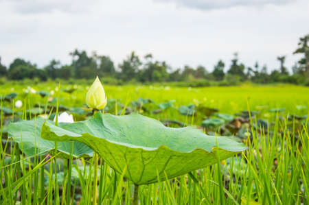 lotus pondsの写真素材