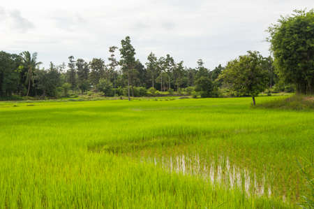 rice fields