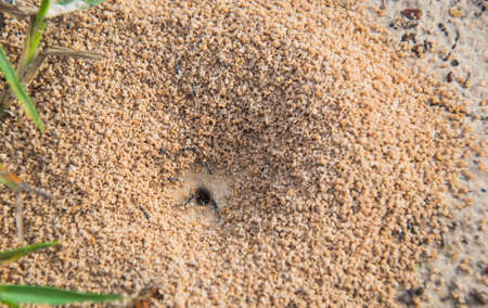ant home