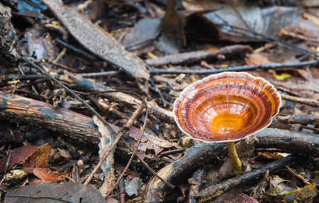 mushrooms in forest