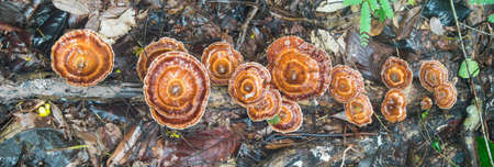 mushrooms in forestの写真素材