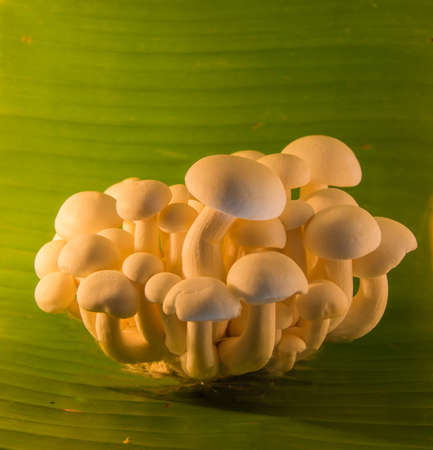 mushroomsの写真素材