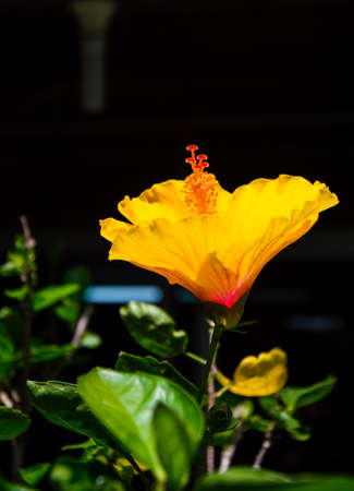 yellow flowerの写真素材