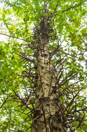 tree thorn の写真素材