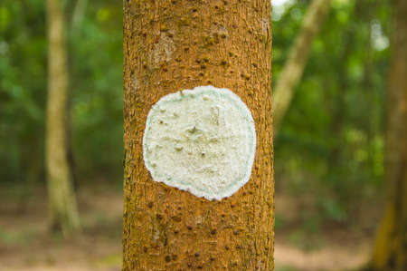 tree in forestの写真素材