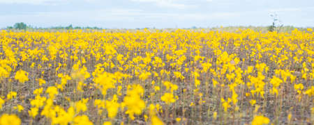 yellow flower fieldの写真素材