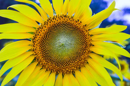 sun flower