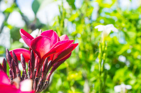 red flowerの写真素材