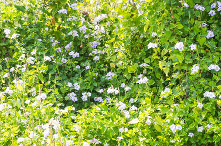 beautiful flowerの写真素材