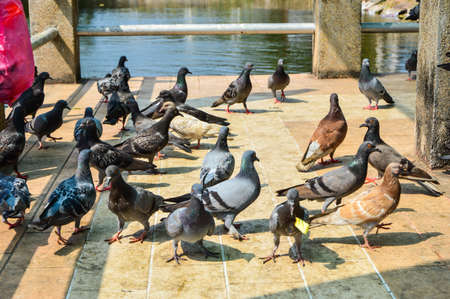 birds on bridgeの写真素材