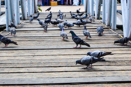 birds on bridgeの写真素材