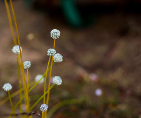 beautiful wildflowersの写真素材