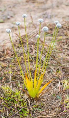 beautiful wildflowers