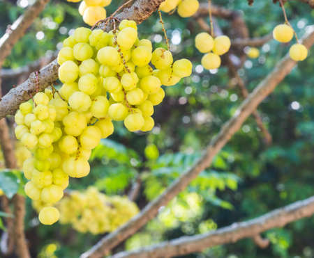 fruit on treeの写真素材