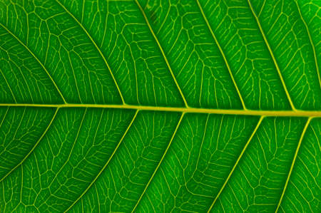 beautiful green leafの写真素材