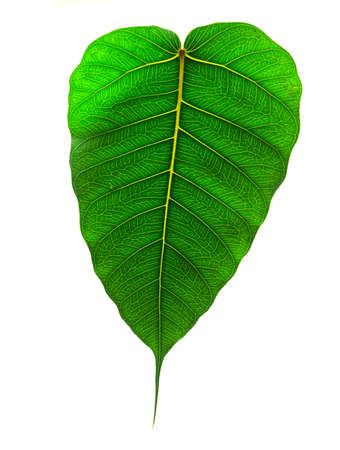 beautiful green leafの写真素材