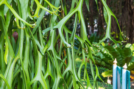 beautiful green leaf