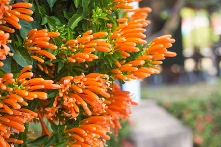 beautiful orange flowerの写真素材