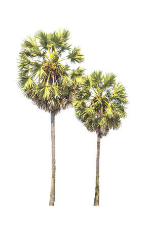 tree isolatedの写真素材