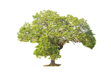 tree isolatedの写真素材