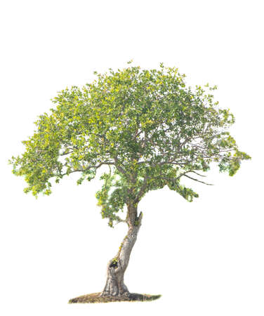 tree isolatedの写真素材