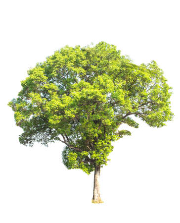 tree isolatedの写真素材