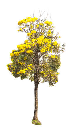 tree isolatedの写真素材