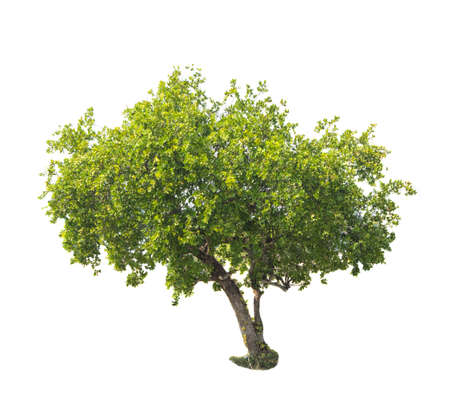 tree isolated