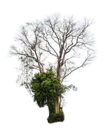 tree isolatedの写真素材