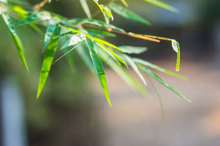 bamboo leafの写真素材