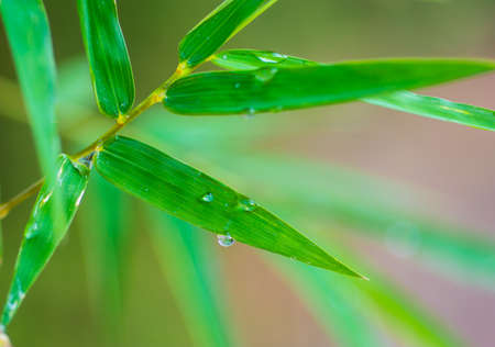 bamboo leafの写真素材