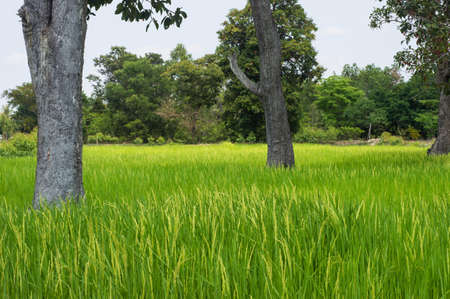 meadowの写真素材