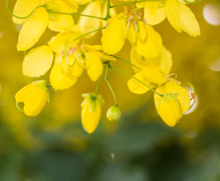 yellow flower on treeの写真素材