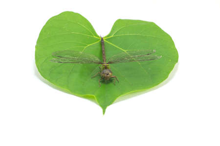 dragonfly on leafの写真素材