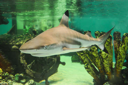 sharks in seaの写真素材