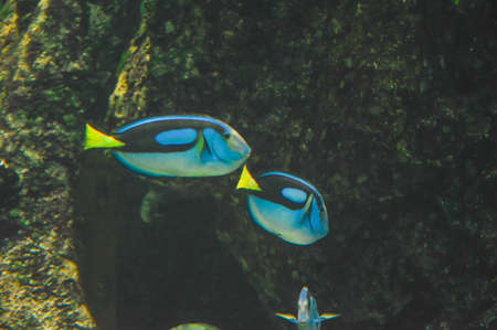 sea fish