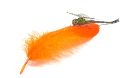 dragonfly on featherの写真素材