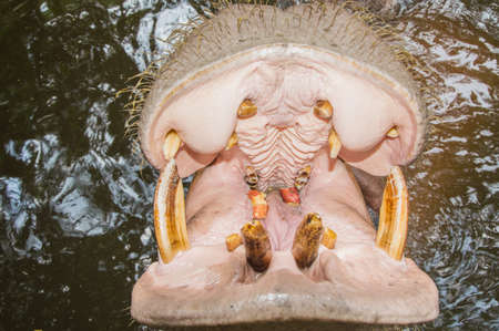 hippo in water