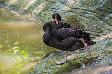 black swanの写真素材