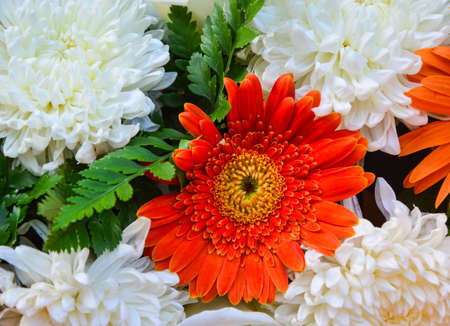 beautiful flowerの写真素材