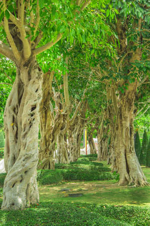 beautiful garden