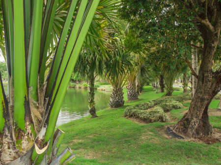 beautiful gardenの写真素材