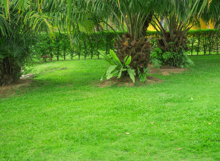 beautiful gardenの写真素材